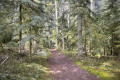 Bois de Dôle