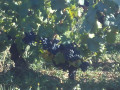 Gevrey Chambertin to Chenove (Dijon) - Route des Grands Crus